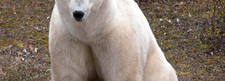 Bear Necessities: Cause-Related Marketing Rebrands Company